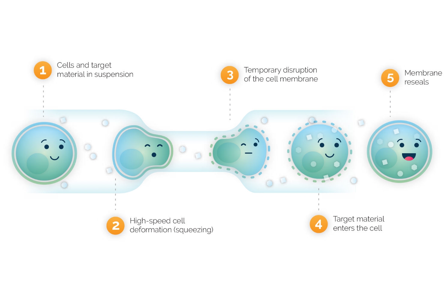 SQZ Biotech Lines Up an IPO on the NYSE to Fund Cell Therapy R and D | DeviceDaily.com SQZ Biotech Lines Up an IPO on the NYSE to Fund Cell Therapy R and D | DeviceDaily.com