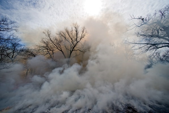 Restoring indigenous wildfire management could be a huge boost to biodiversity | DeviceDaily.com