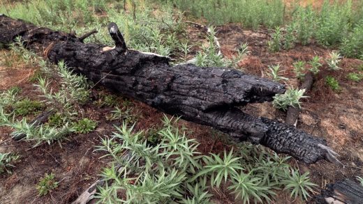 Restoring indigenous wildfire management could be a huge boost to biodiversity