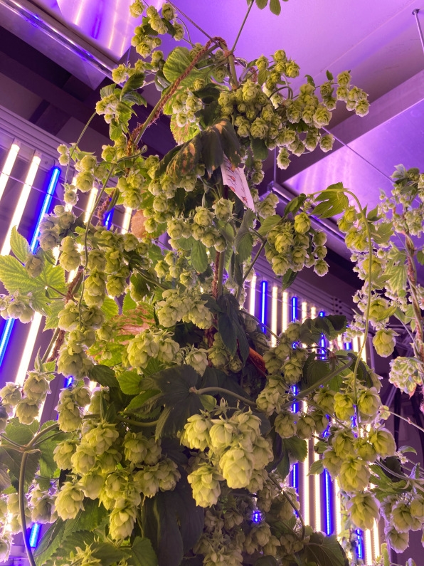 The hops in this new craft beer were grown in an indoor farm | DeviceDaily.com