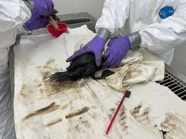 They really do use dish soap to save oil-covered seabirds | DeviceDaily.com