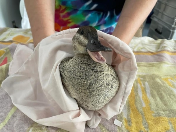 They really do use dish soap to save oil-covered seabirds | DeviceDaily.com