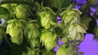The hops in this new craft beer were grown in an indoor farm