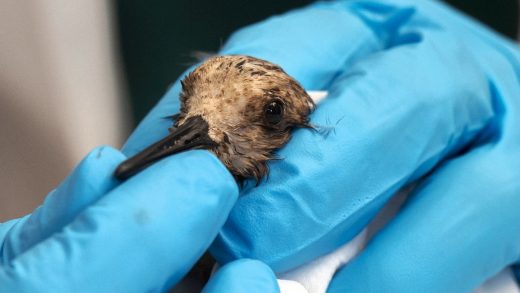 They really do use dish soap to save oil-covered seabirds