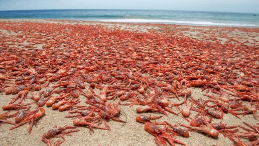 When West Coast waters warmed up, it brought new species. Now they’re staying