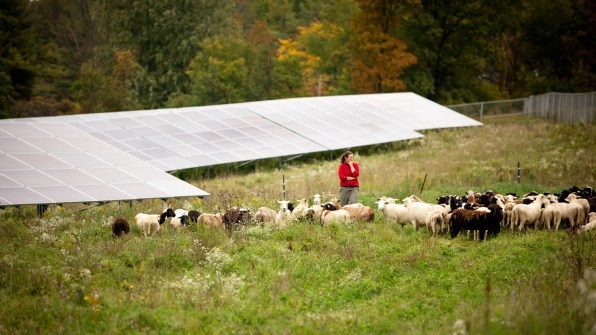 When these solar farms need their grass cut, they call in some woolly landscapers | DeviceDaily.com