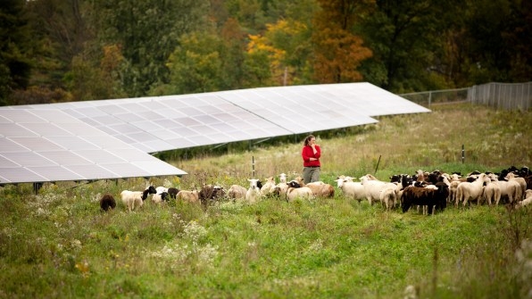 When these solar farms need their grass cut, they call in some woolly landscapers | DeviceDaily.com