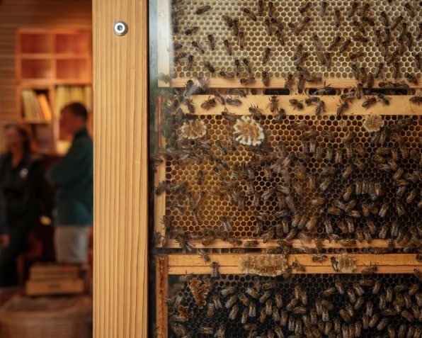 This home for bees is nicer than yours | DeviceDaily.com