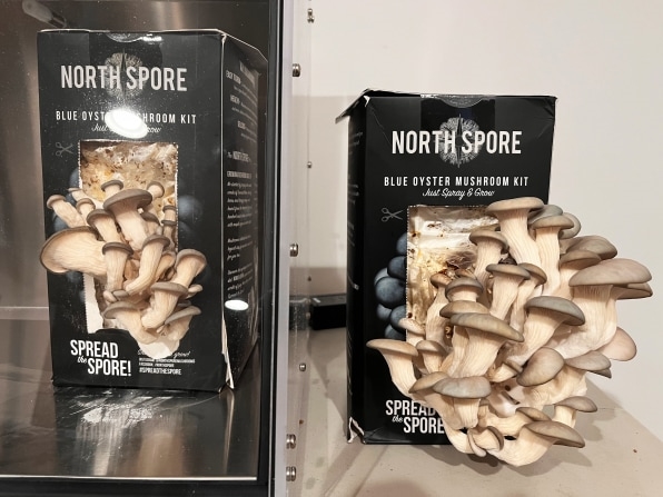 I tried the GE Mella, a Keurig for growing mushrooms at home | DeviceDaily.com