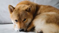 Shiba Inu coin price falls as Kraken crypto exchange hedges on SHIB listing