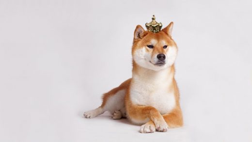 Shiba Inu coin surges over 800%, finally surpassing rival token Dogecoin