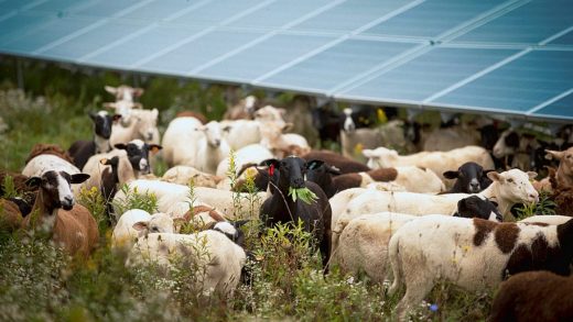When these solar farms need their grass cut, they call in some woolly landscapers