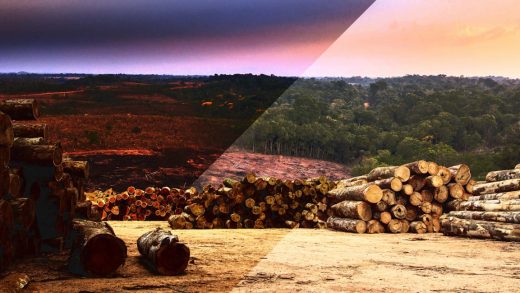 A hidden major cause of global deforestation: Organized crime