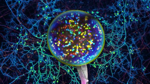 How you make a map of the trillions of miles of invisible fungus networks that give our soil life