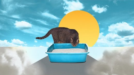 How an ingredient found in cat litter could help fight climate change