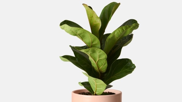 Valentine’s Day flowers and house plants for the green thumb in your life | DeviceDaily.com