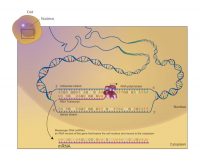 Moderna begins early-stage trials of mRNA-based HIV vaccine