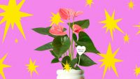 Valentine’s Day flowers and house plants for the green thumb in your life