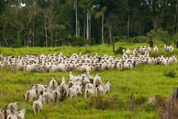 How Brazil’s government is clearing the way for Amazon deforestation | DeviceDaily.com