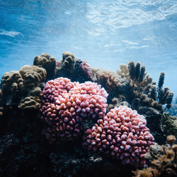 How one group is using artificial intelligence to replant coral reefs | DeviceDaily.com