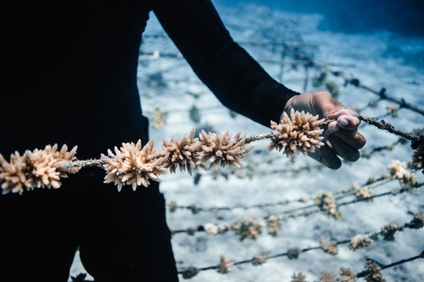 How one group is using artificial intelligence to replant coral reefs | DeviceDaily.com