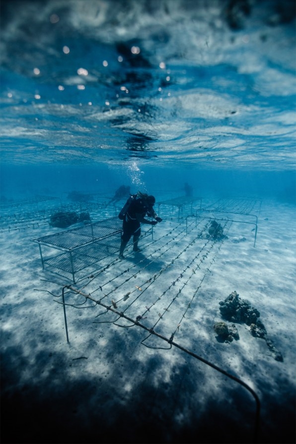 How one group is using artificial intelligence to replant coral reefs | DeviceDaily.com