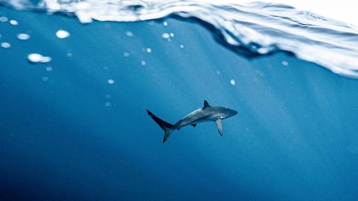 POV: Why it’s time to shatter the workplace shark tank