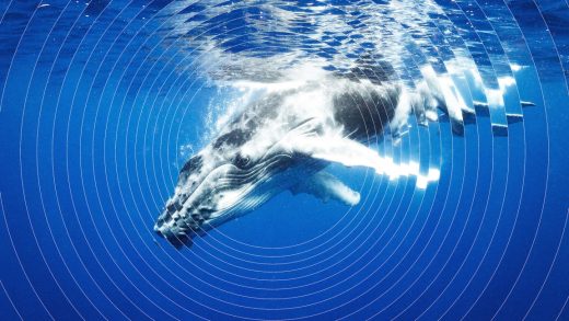 Climate change is speeding up sound in the ocean. That’s bad for marine animals