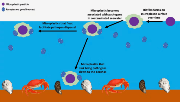 All those microplastics in the ocean could be spreading disease-causing parasites | DeviceDaily.com