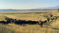 How family farmers are working to get federal support for regenerative agriculture