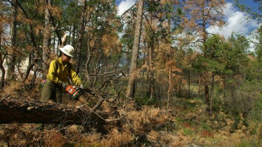 In an increasingly warming world, we can’t rely on trees as a climate change cure-all