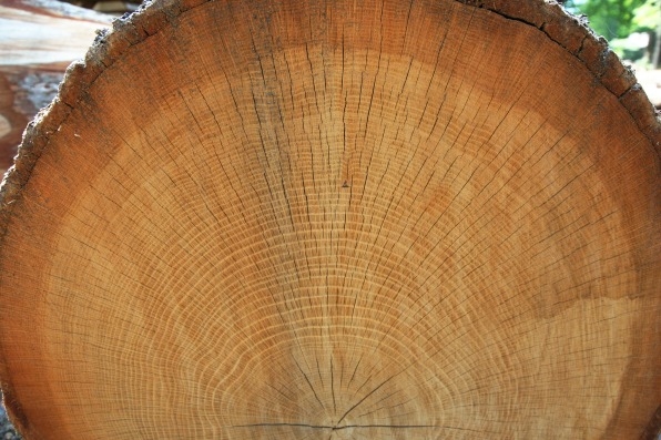 How one New Hampshire sawmill is taking a stand against big timber | DeviceDaily.com