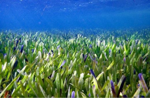 The largest plant in the world is an ancient self-cloning sea grass