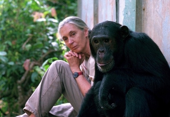 The newest Barbie is modeled after Jane Goodall and her favorite chimpanzee | DeviceDaily.com