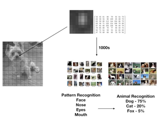 Pet Face Recognition: Are We There Yet? | DeviceDaily.com