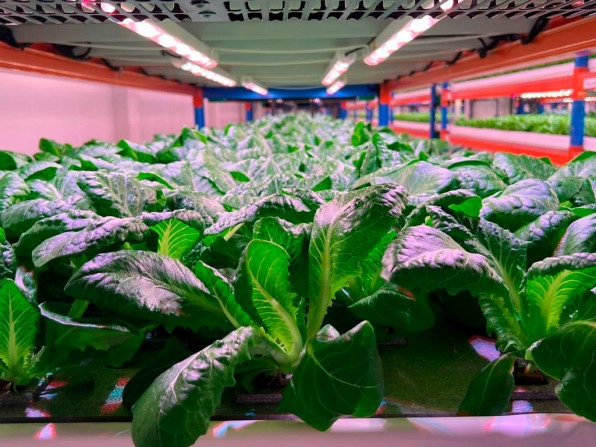 Dubai is now home to the largest vertical farm in the world | DeviceDaily.com