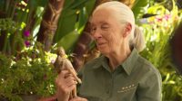 The newest Barbie is modeled after Jane Goodall and her favorite chimpanzee