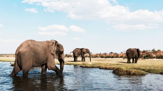 This Dutch company is creating networks of connected sensors to combat poaching