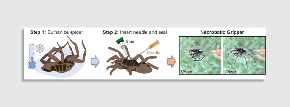 These dead spiders have been transformed into tiny robots | DeviceDaily.com