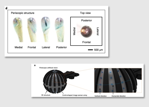 MIT scientists have developed a new kind of camera—from a crab | DeviceDaily.com