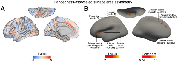 Why are some people left-handed? MRI brain scans are finally revealing an answer | DeviceDaily.com