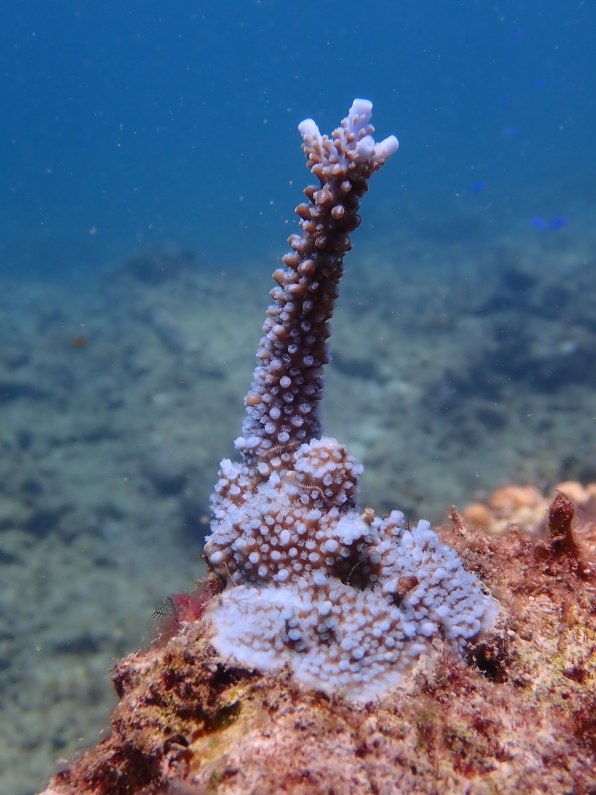 The Great Barrier Reef has record coral cover. It may not matter | DeviceDaily.com