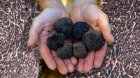 Fighting the dark underbelly of truffle fraud: Chemists seek to ID a gastronomic ‘black diamond’