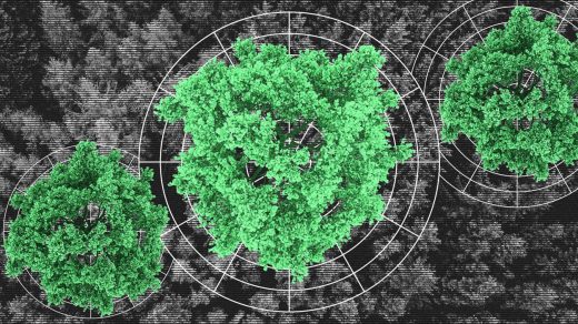 A NASA scientist designed a platform to track the carbon of every tree on the planet