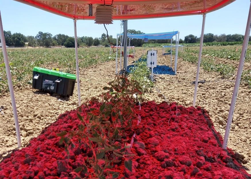 Researchers find a more sustainable way to grow crops under solar panels | DeviceDaily.com