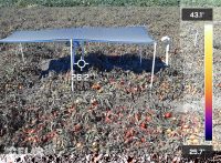 Researchers find a more sustainable way to grow crops under solar panels