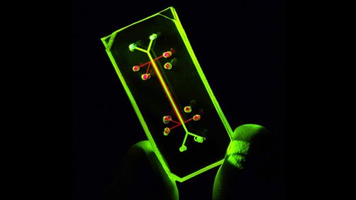Organs-on-chips: Tech that can help researchers conduct studies closer to real-life conditions