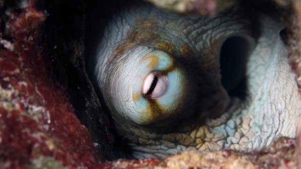 A seafood company has designed the world’s first octopus farm: Here’s why that’s horrifying | DeviceDaily.com A seafood company has designed the world’s first octopus farm: Here’s why that’s horrifying | DeviceDaily.com