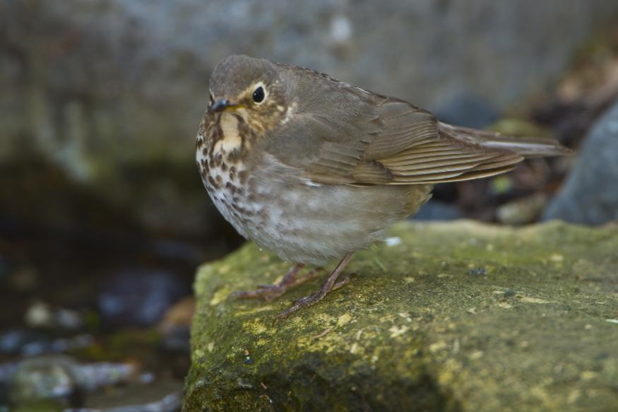 Hitting the Books: Sputnik's radio tech launched a revolution in bird migration research | DeviceDaily.com