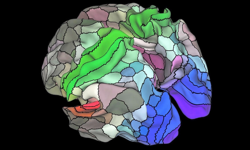 Scientists create the most complex map yet of an insect brain's 'wiring' | DeviceDaily.com